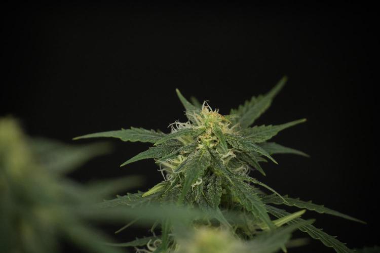 Lemon Cherry Gelato YumYum. Week 9 - Defoliating The other Lemon Cherry Gelato 