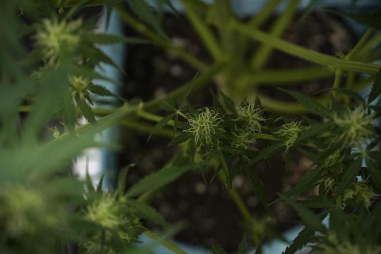Lemon Cherry Gelato YumYum. Week 9 - Defoliating The other Lemon Cherry Gelato 