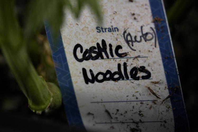 Cosmic Noodles a Zamnesia Dish. Week 9 - Over watered Plant