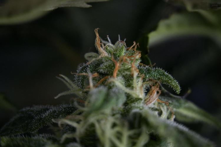 Cosmic Noodles a Zamnesia Dish. Week 9 - Over watered Plant
