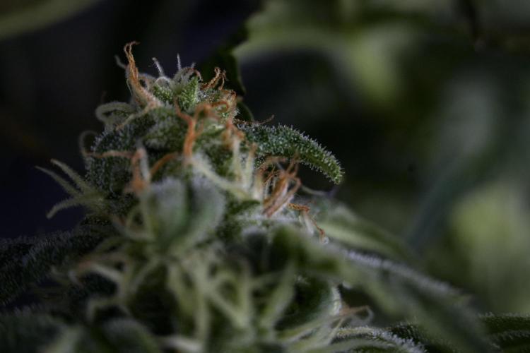 Cosmic Noodles a Zamnesia Dish. Week 9 - Over watered Plant