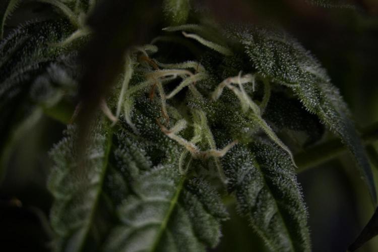Cosmic Noodles a Zamnesia Dish. Week 9 - Over watered Plant
