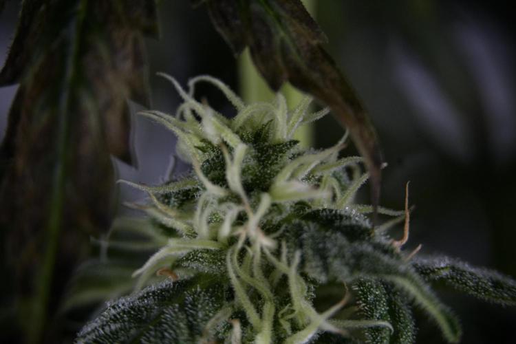 Cosmic Noodles a Zamnesia Dish. Week 9 - Over watered Plant