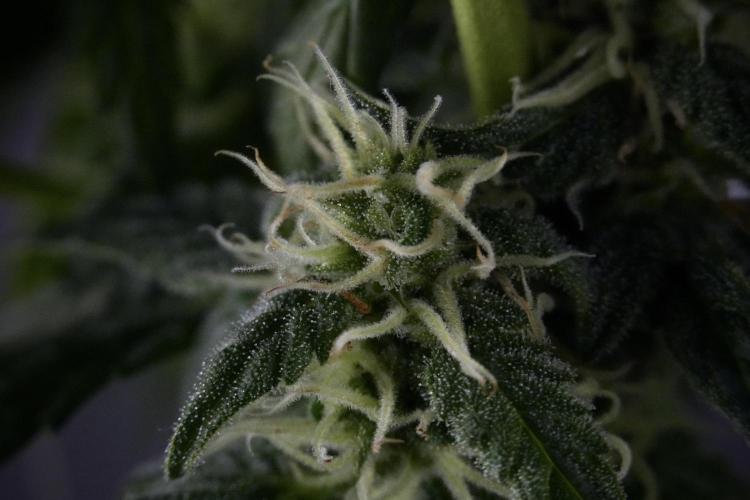 Cosmic Noodles a Zamnesia Dish. Week 9 - Over watered Plant