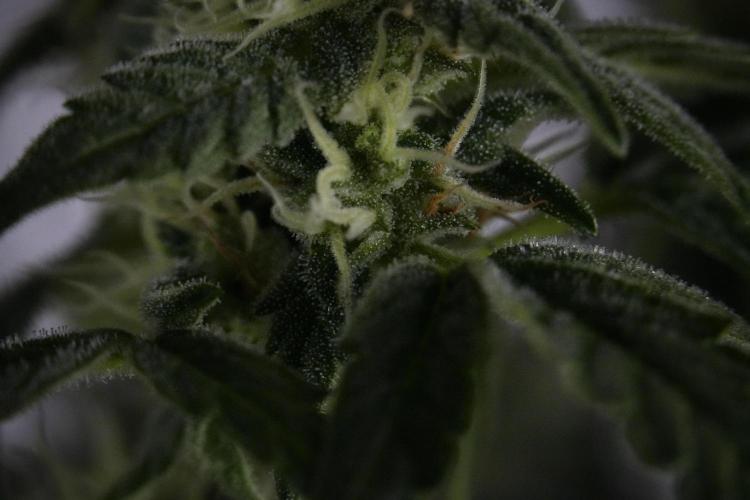 Cosmic Noodles a Zamnesia Dish. Week 9 - Over watered Plant