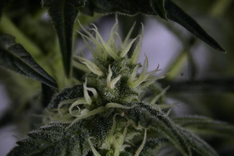 Cosmic Noodles a Zamnesia Dish. Week 9 - Over watered Plant