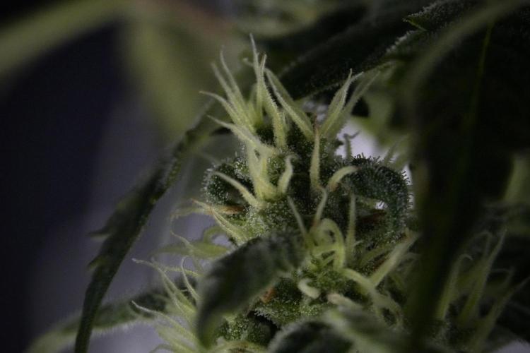 Cosmic Noodles a Zamnesia Dish. Week 9 - Over watered Plant