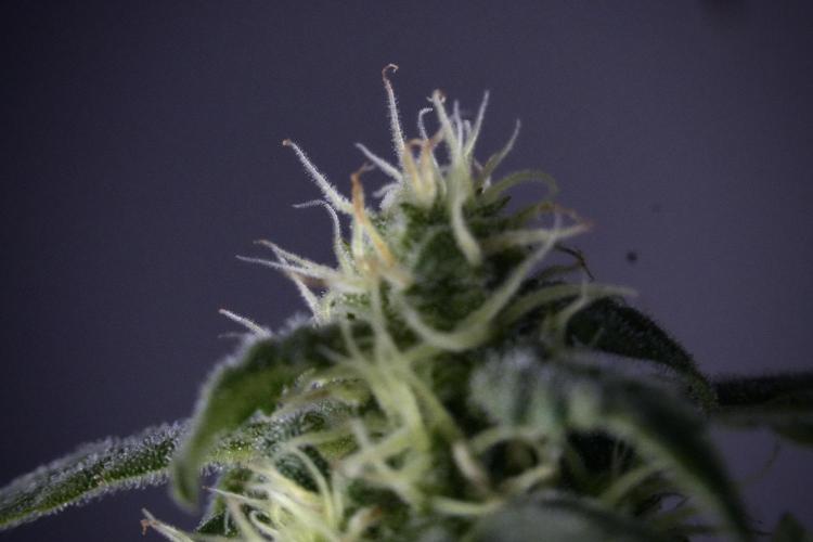 Cosmic Noodles a Zamnesia Dish. Week 9 - Over watered Plant