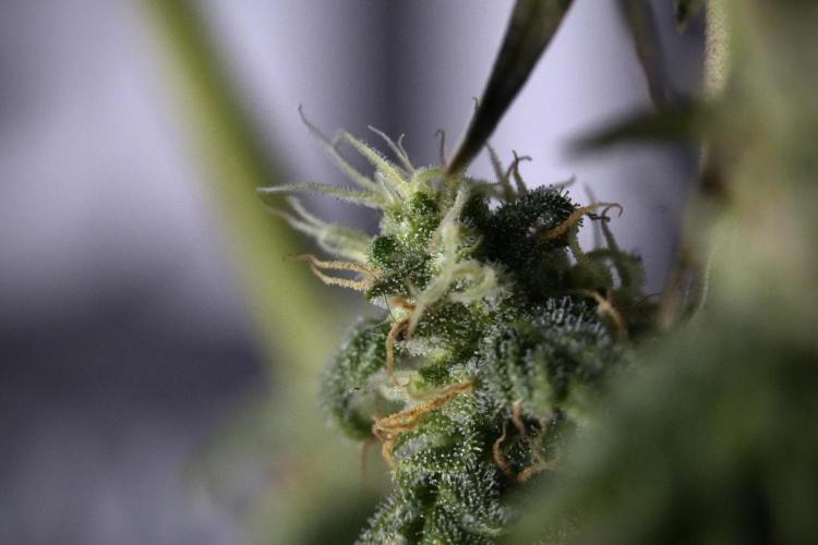 Cosmic Noodles a Zamnesia Dish. Week 9 - Over watered Plant
