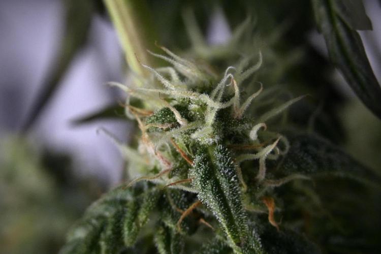 Cosmic Noodles a Zamnesia Dish. Week 9 - Over watered Plant