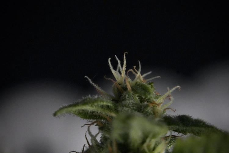 Cosmic Noodles a Zamnesia Dish. Week 9 - Over watered Plant