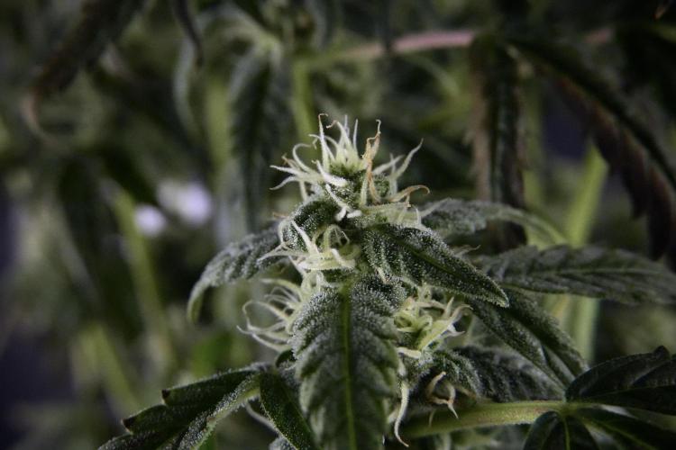 Cosmic Noodles a Zamnesia Dish. Week 9 - Over watered Plant