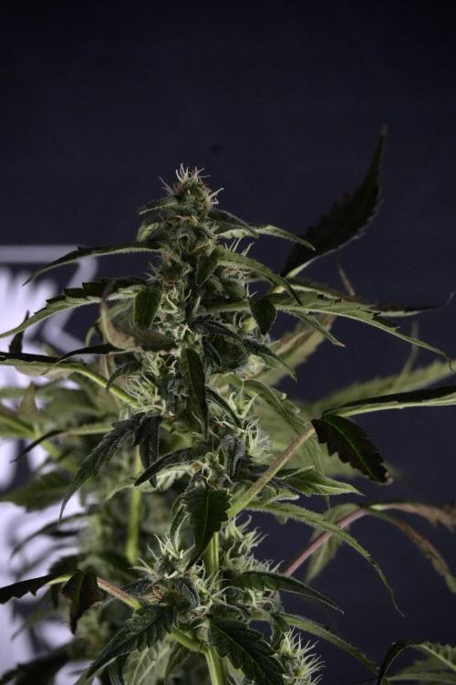 Cosmic Noodles a Zamnesia Dish. Week 9 - Over watered Plant
