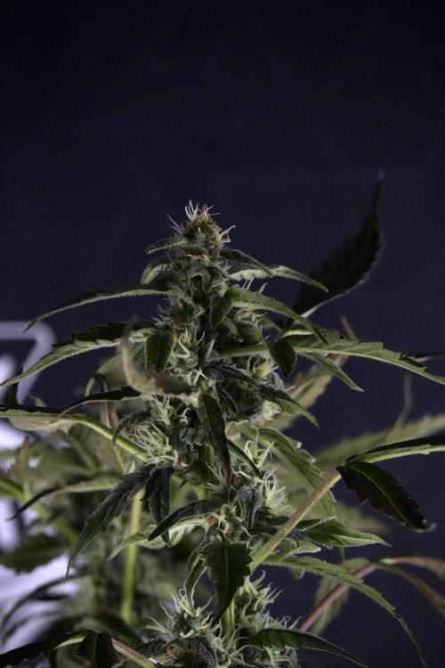 Cosmic Noodles a Zamnesia Dish. Week 9 - Over watered Plant