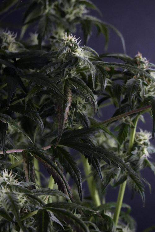 Cosmic Noodles a Zamnesia Dish. Week 9 - Over watered Plant