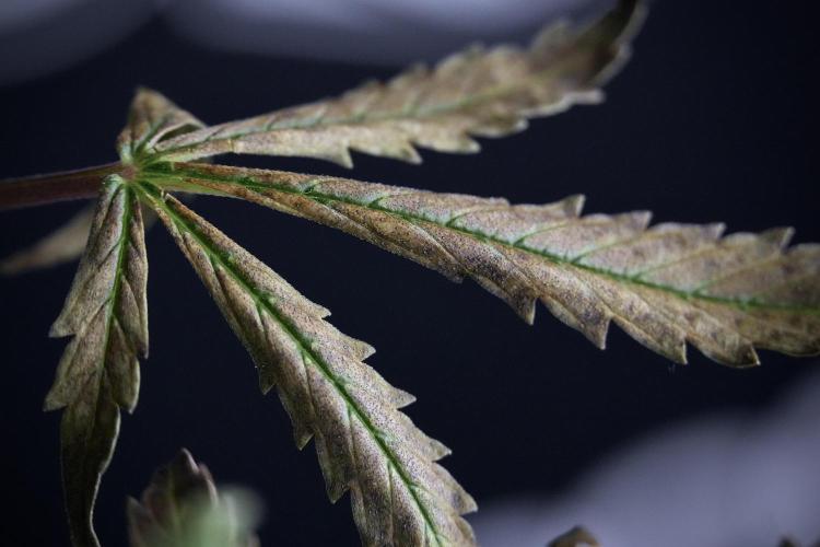 Cosmic Noodles a Zamnesia Dish. Week 9 - Over watered Plant