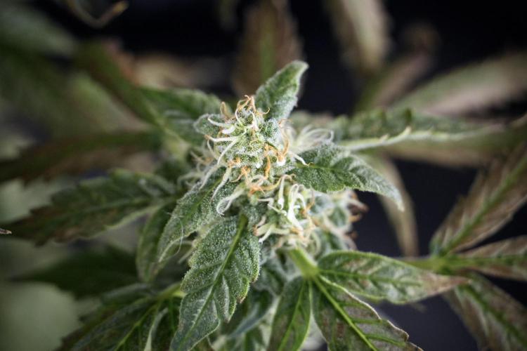 Cosmic Noodles a Zamnesia Dish. Week 9 - Over watered Plant