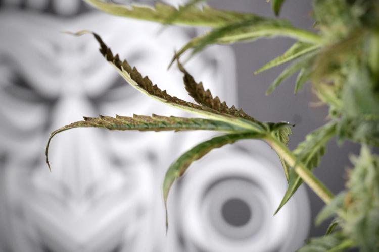 Cosmic Noodles a Zamnesia Dish. Week 9 - Over watered Plant