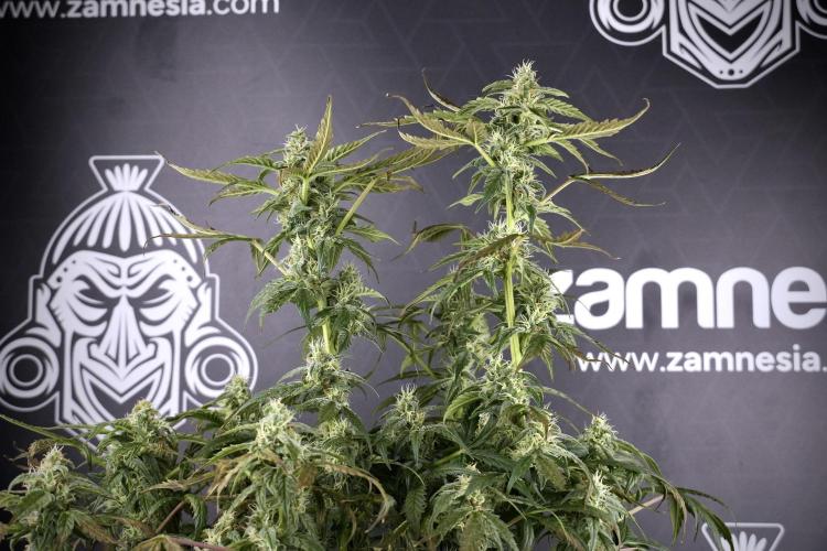 Cosmic Noodles a Zamnesia Dish. Week 9 - Over watered Plant