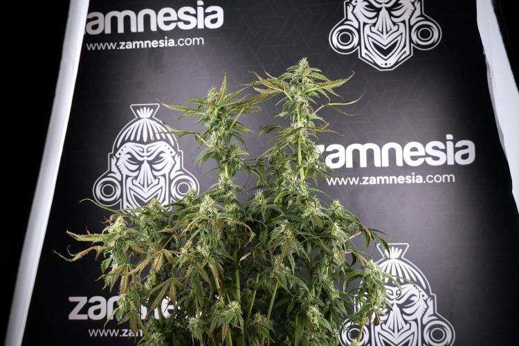 Cosmic Noodles a Zamnesia Dish. Week 9 - Over watered Plant