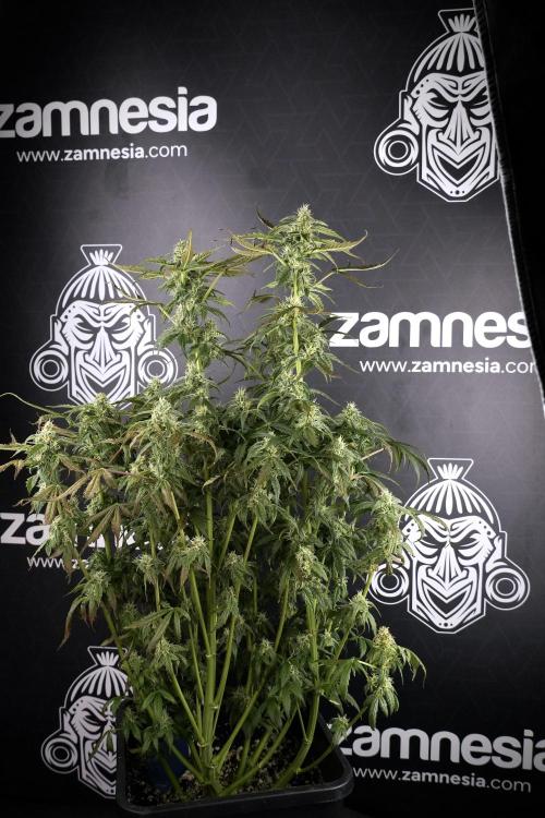 Cosmic Noodles a Zamnesia Dish. Week 9 - Over watered Plant