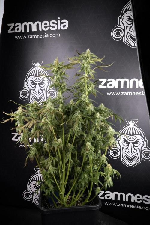Cosmic Noodles a Zamnesia Dish. Week 9 - Over watered Plant