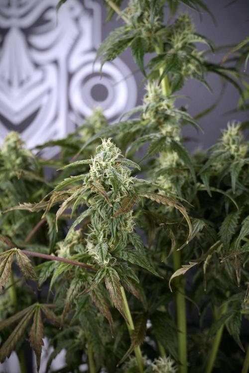 Cosmic Noodles a Zamnesia Dish. Week 9 - Over watered Plant