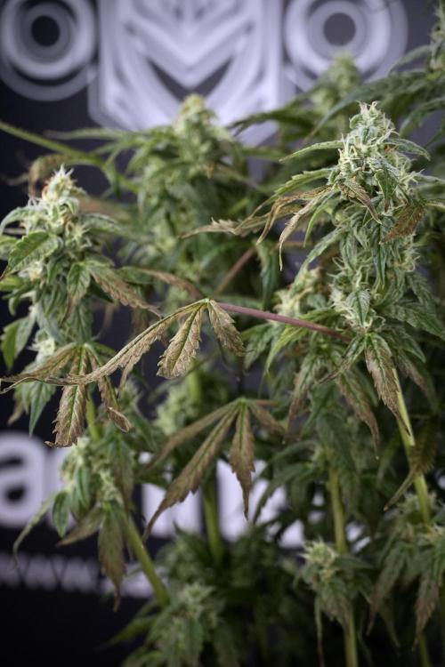 Cosmic Noodles a Zamnesia Dish. Week 9 - Over watered Plant