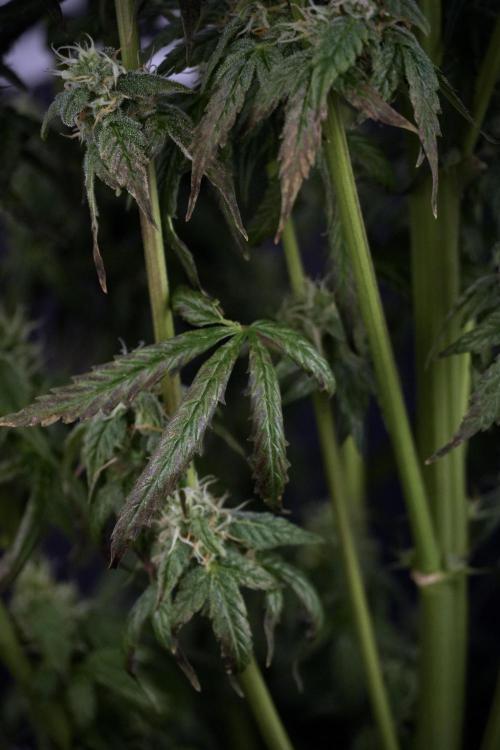 Cosmic Noodles a Zamnesia Dish. Week 9 - Over watered Plant
