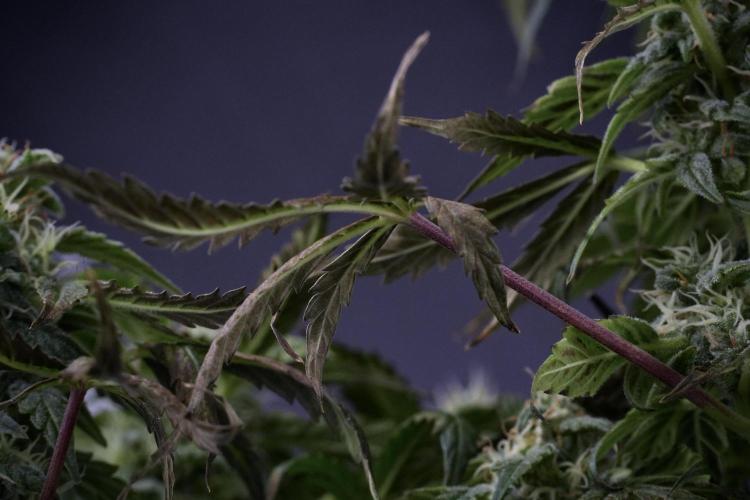 Cosmic Noodles a Zamnesia Dish. Week 9 - Over watered Plant