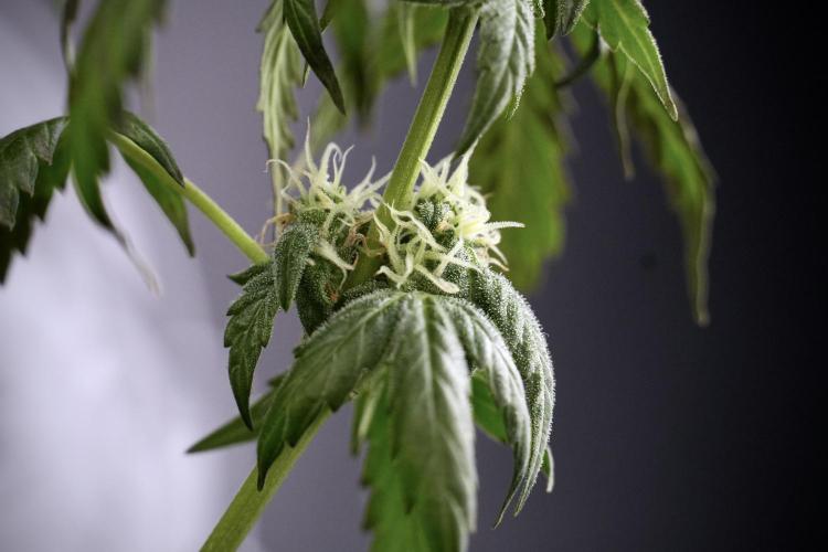 Cosmic Noodles a Zamnesia Dish. Week 9 - Over watered Plant