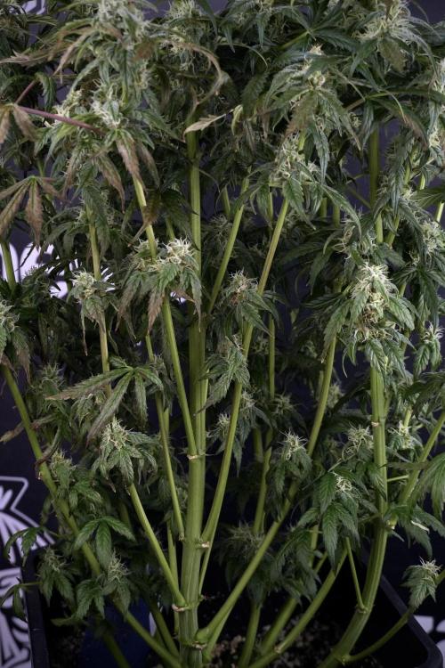 Cosmic Noodles a Zamnesia Dish. Week 9 - Over watered Plant