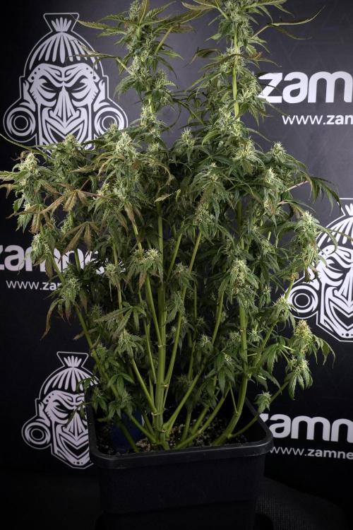 Cosmic Noodles a Zamnesia Dish. Week 9 - Over watered Plant