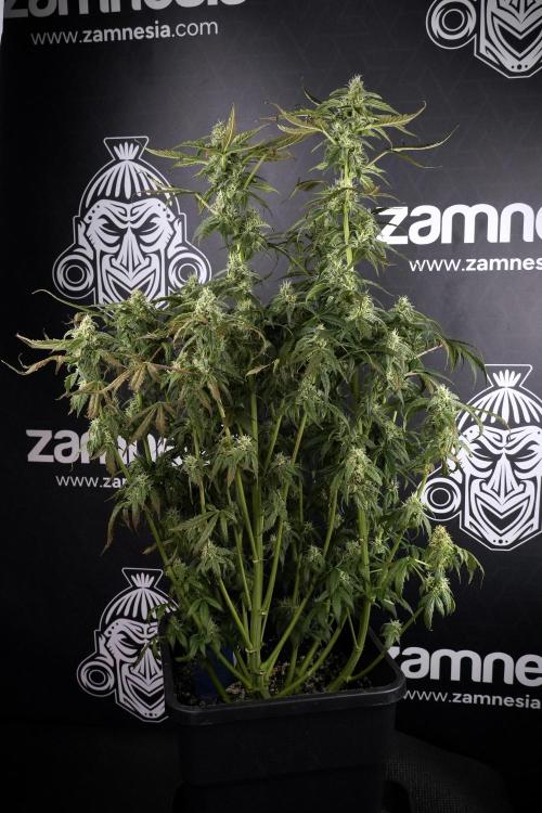 Cosmic Noodles a Zamnesia Dish. Week 9 - Over watered Plant