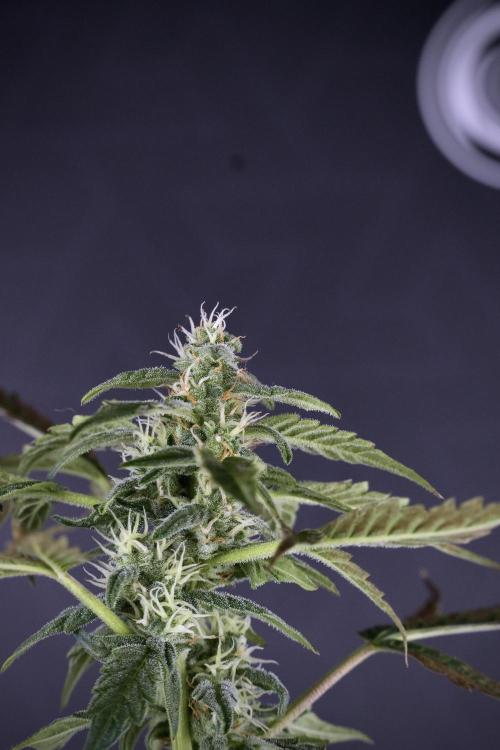 Cosmic Noodles a Zamnesia Dish. Week 9 - Over watered Plant