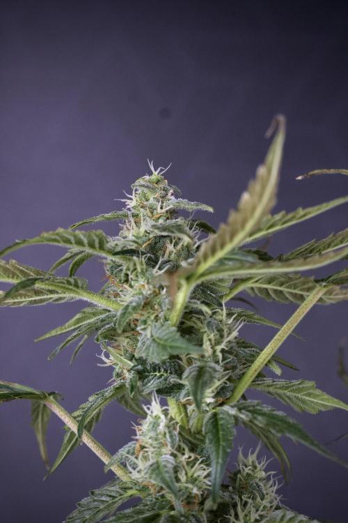 Cosmic Noodles a Zamnesia Dish. Week 9 - Over watered Plant