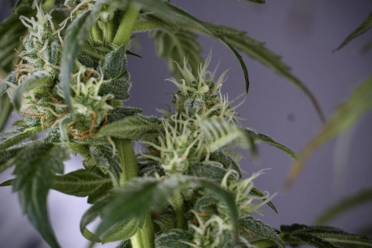 Cosmic Noodles a Zamnesia Dish. Week 9 - Over watered Plant