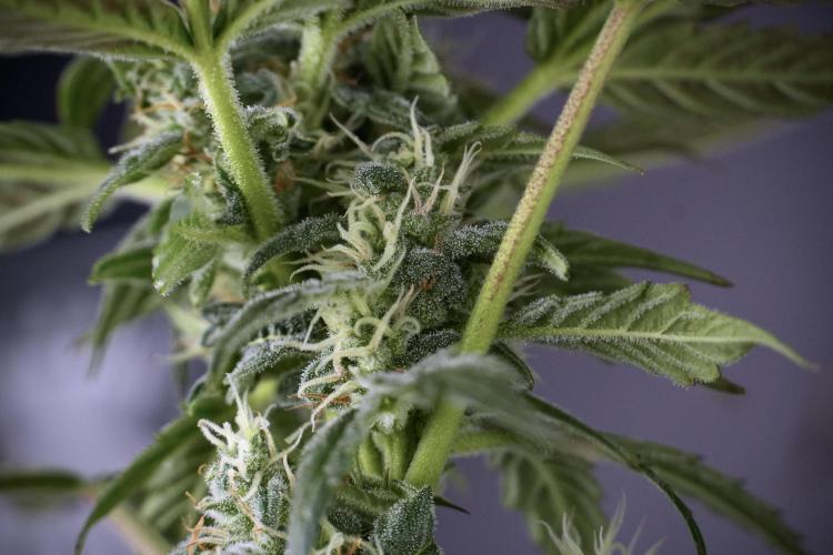 Cosmic Noodles a Zamnesia Dish. Week 9 - Over watered Plant