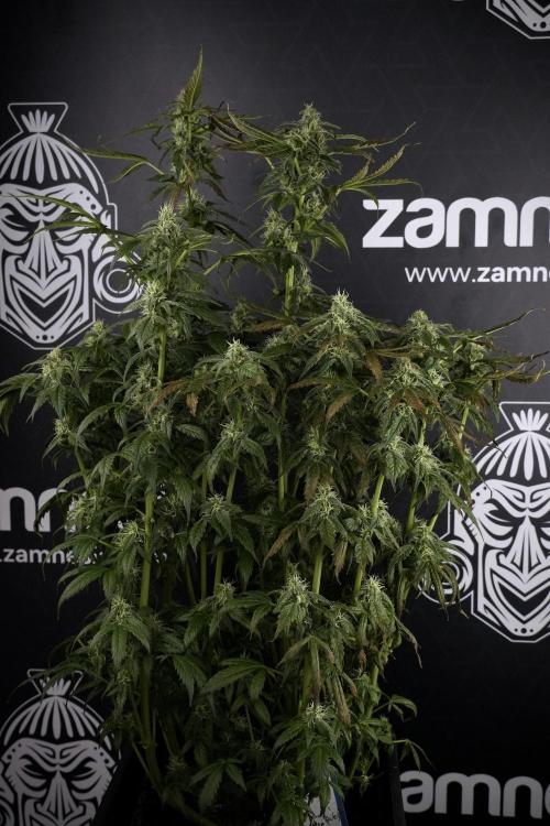 Cosmic Noodles a Zamnesia Dish. Week 9 - Over watered Plant