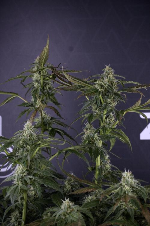 Cosmic Noodles a Zamnesia Dish. Week 9 - Over watered Plant