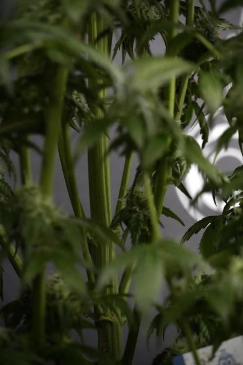 Cosmic Noodles a Zamnesia Dish. Week 9 - Over watered Plant