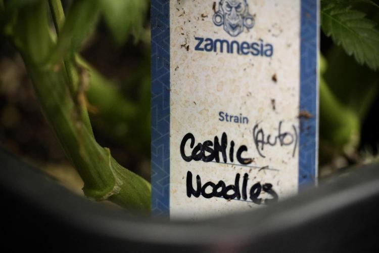 Cosmic Noodles a Zamnesia Dish. Week 9 - Over watered Plant