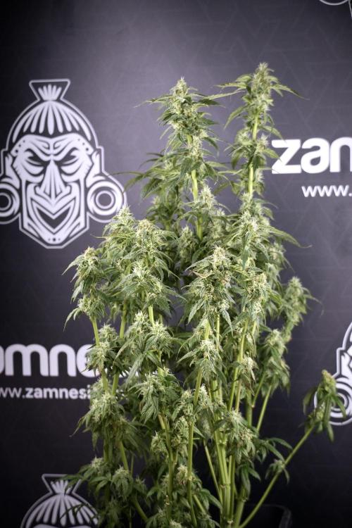 Cosmic Noodles a Zamnesia Dish. Week 9 - Over watered Plant