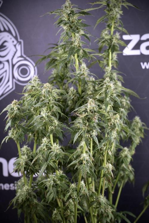 Cosmic Noodles a Zamnesia Dish. Week 9 - Over watered Plant