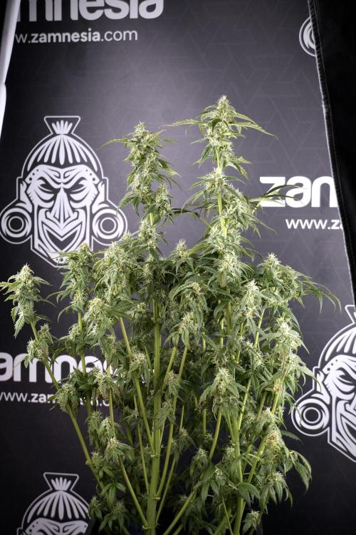 Cosmic Noodles a Zamnesia Dish. Week 9 - Over watered Plant