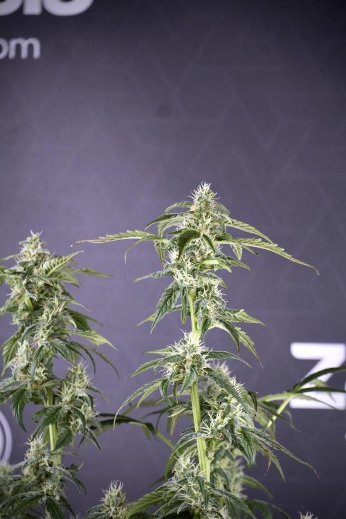Cosmic Noodles a Zamnesia Dish. Week 9 - Over watered Plant
