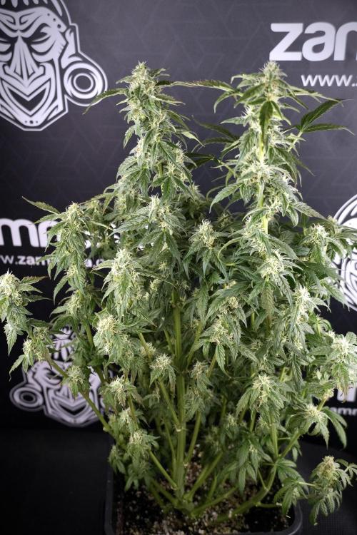 Cosmic Noodles a Zamnesia Dish. Week 9 - Over watered Plant