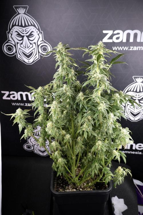 Cosmic Noodles a Zamnesia Dish. Week 9 - Over watered Plant