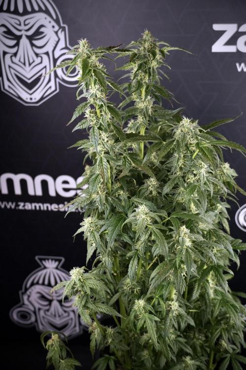 Cosmic Noodles a Zamnesia Dish. Week 9 - Over watered Plant