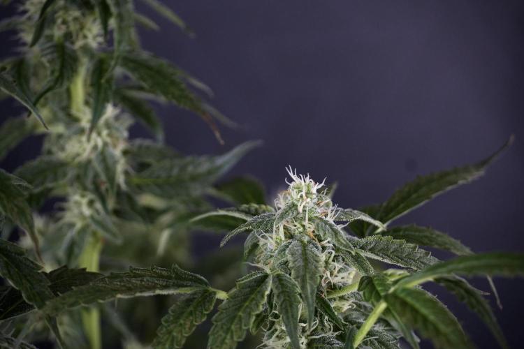 Cosmic Noodles a Zamnesia Dish. Week 9 - Over watered Plant